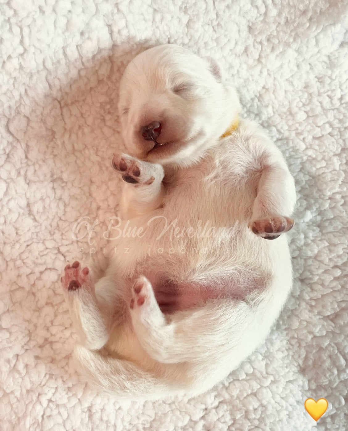 Princesse Collier JAUNE