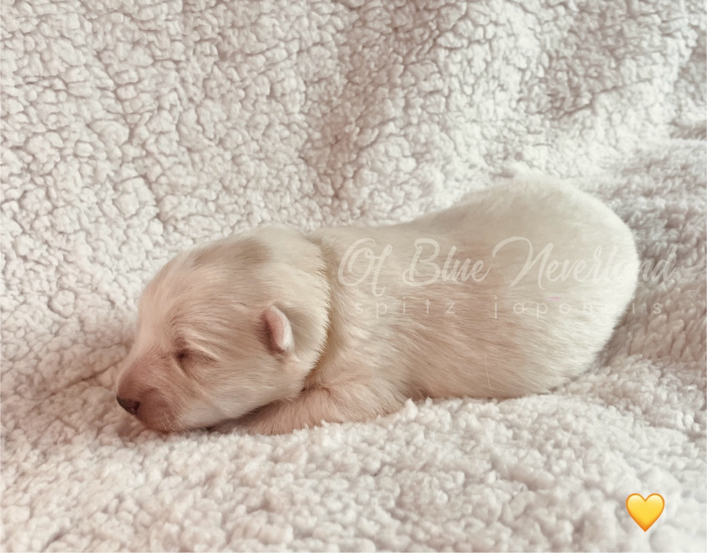 Princesse Collier JAUNE