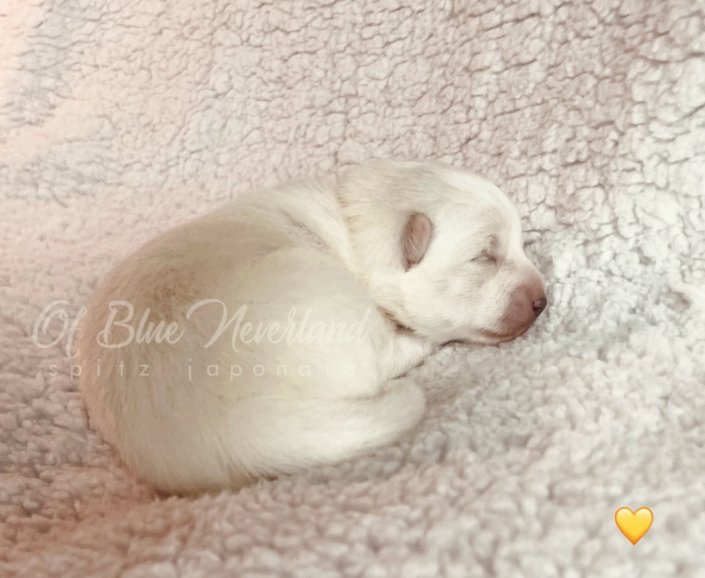 Princesse Collier JAUNE