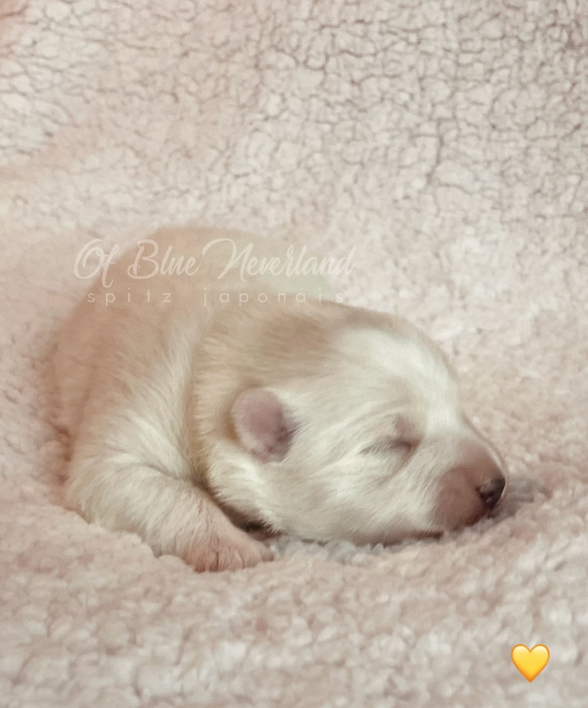 Princesse Collier JAUNE