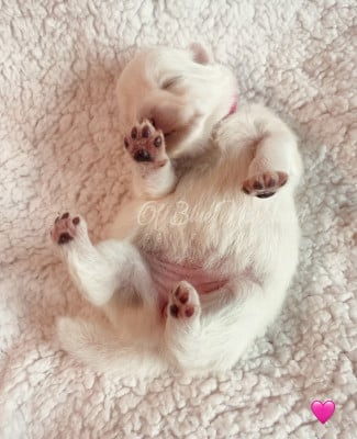 Les chiots de Spitz japonais