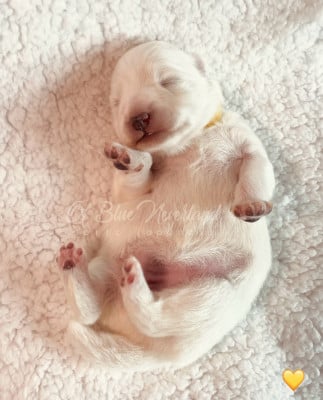 Les chiots de Spitz japonais