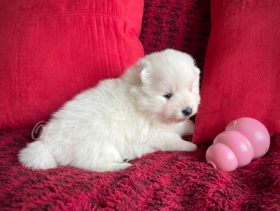 Les chiots de Spitz japonais