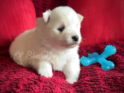 Les chiots de Spitz japonais