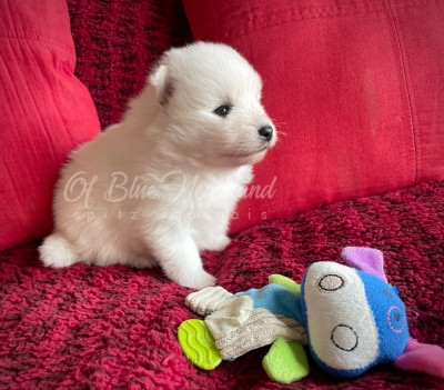 Les chiots de Spitz japonais