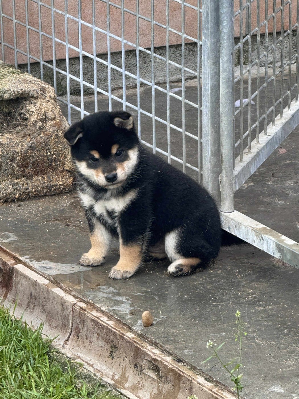 Akenomyosei Go Sakura Kensha