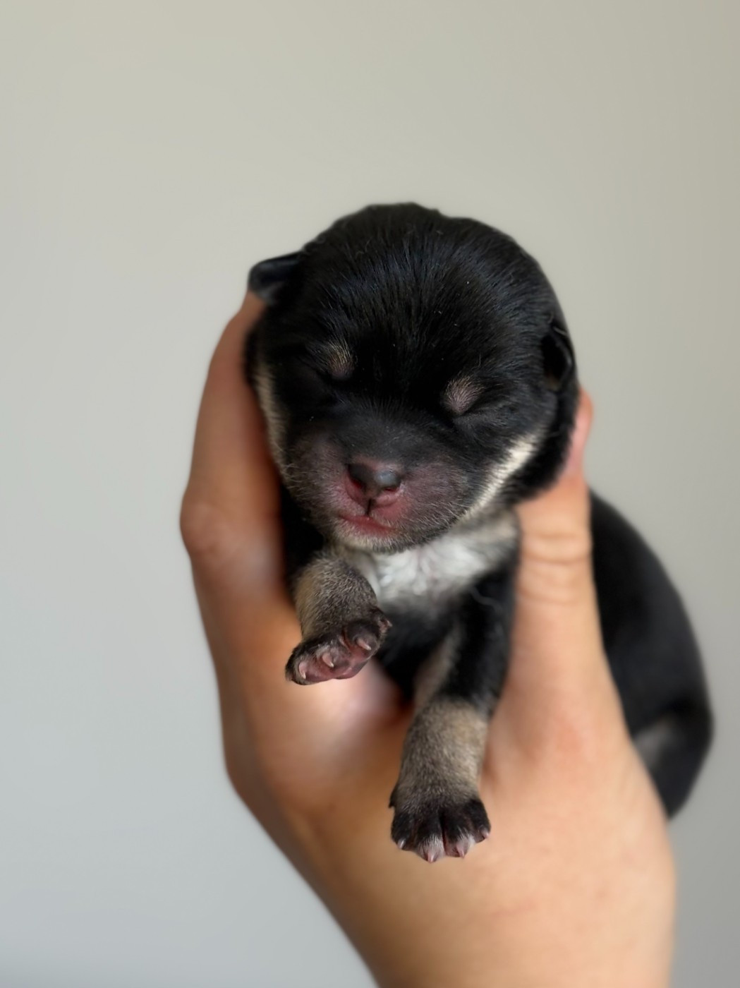 Bushido Chuugi - Shiba