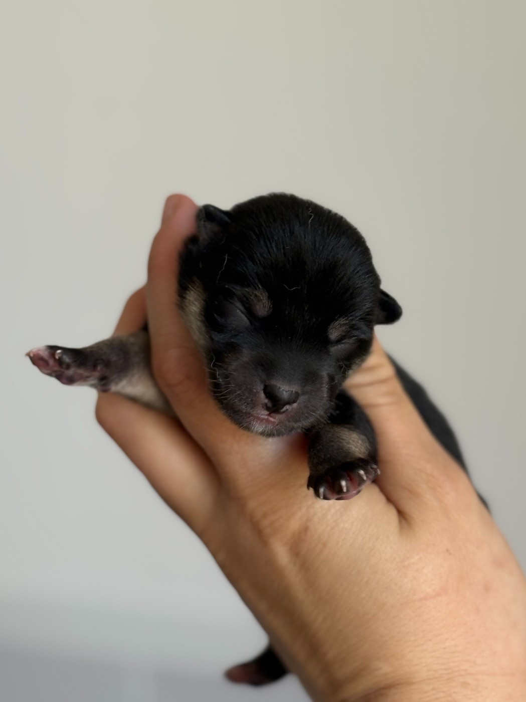 Bushido Meiyo - Shiba