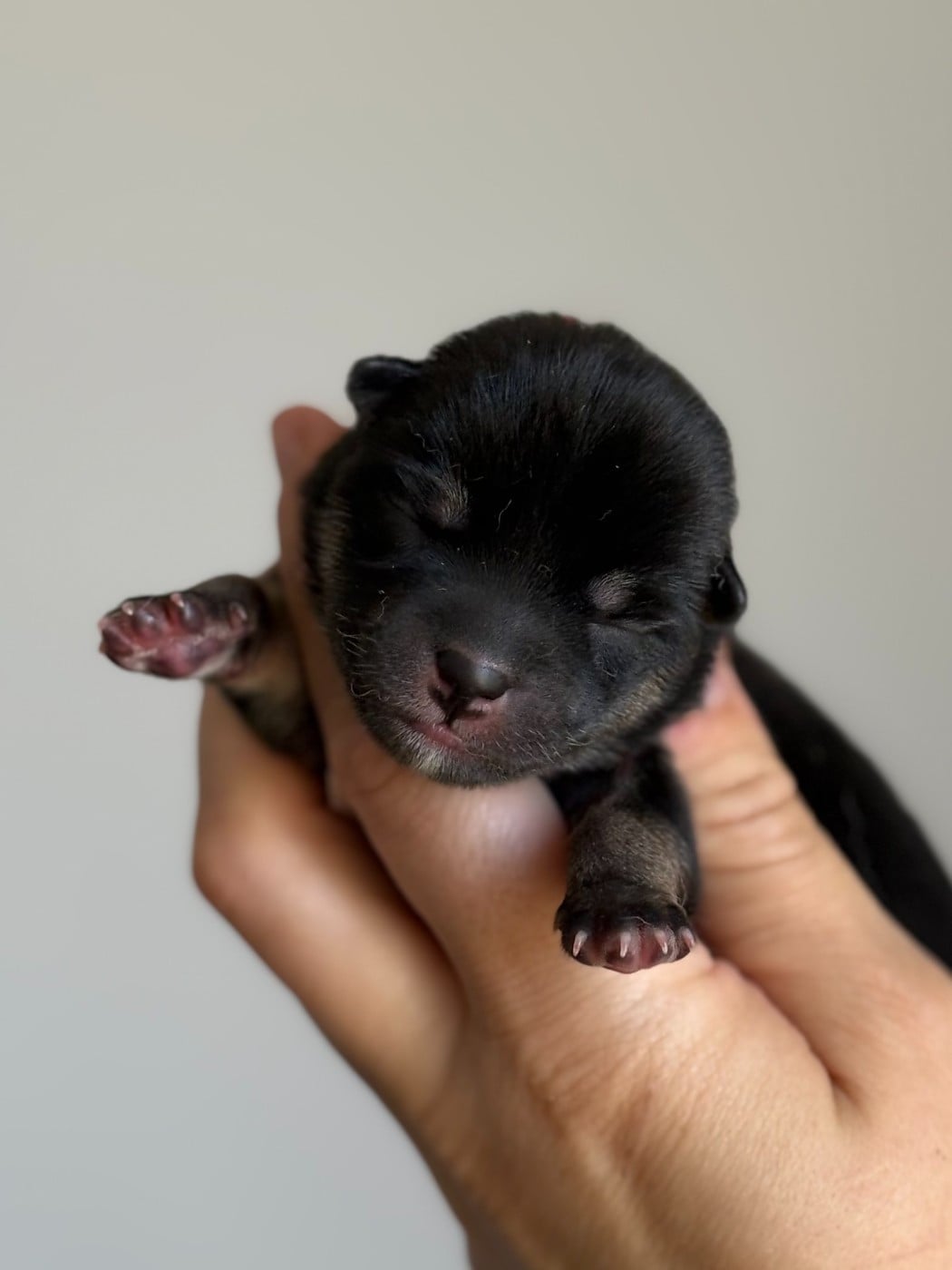 Bushido Jin - Shiba