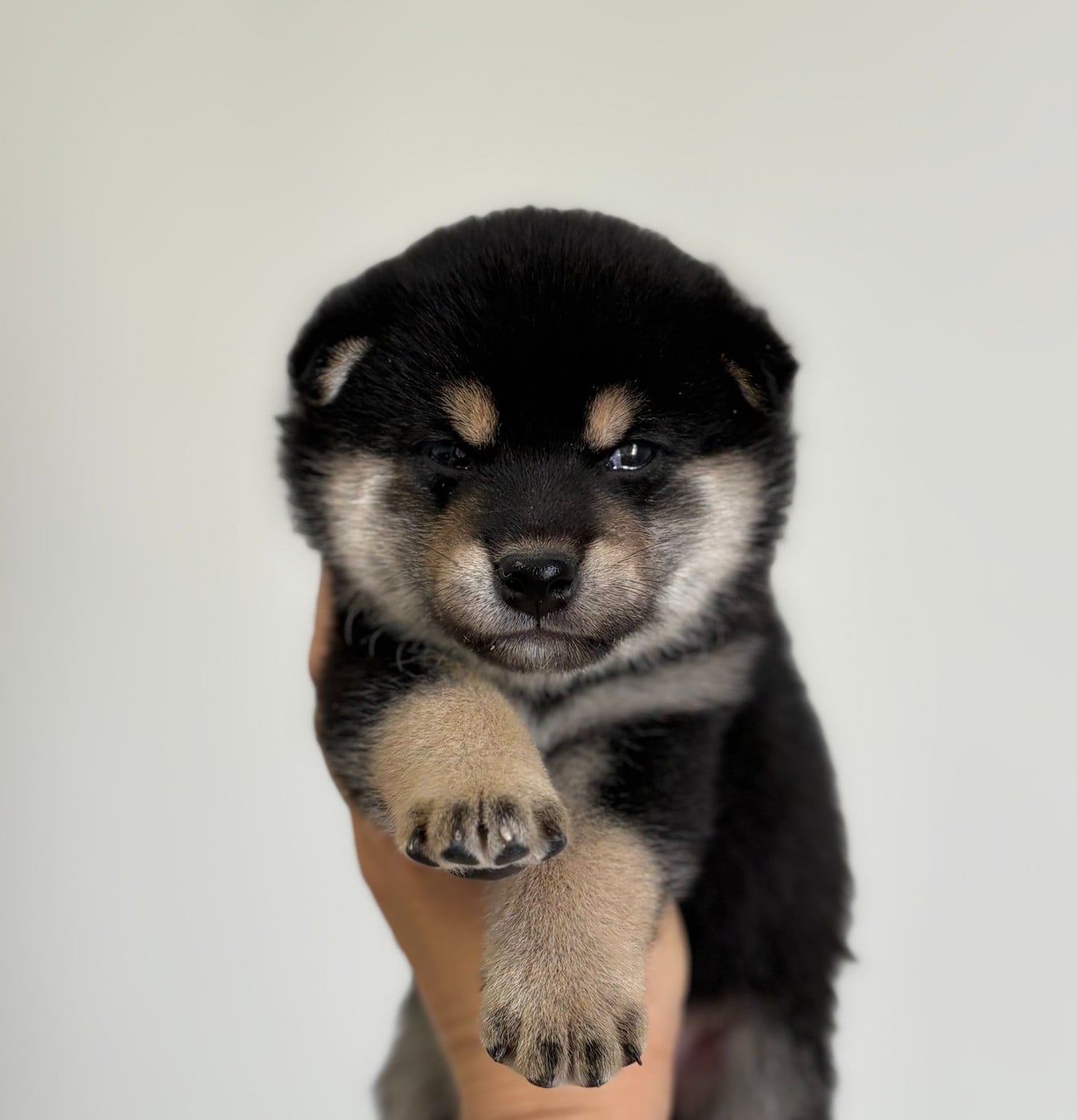 Bushido Meiyo - Shiba