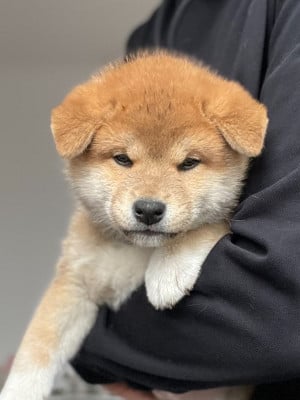 Les chiots de Shiba