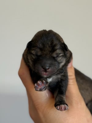 Les chiots de Shiba