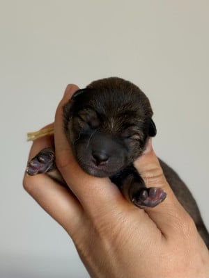 Les chiots de Shiba
