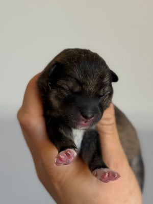 Les chiots de Shiba