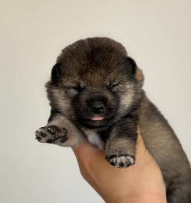 Les chiots de Shiba
