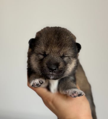 Les chiots de Shiba