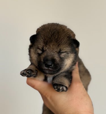 Les chiots de Shiba
