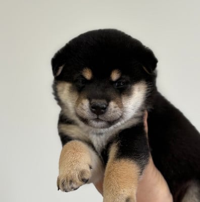 Les chiots de Shiba