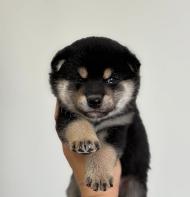 Les chiots de Shiba