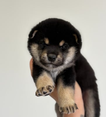 Les chiots de Shiba