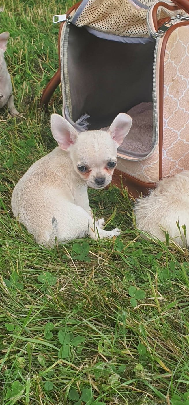 Bella