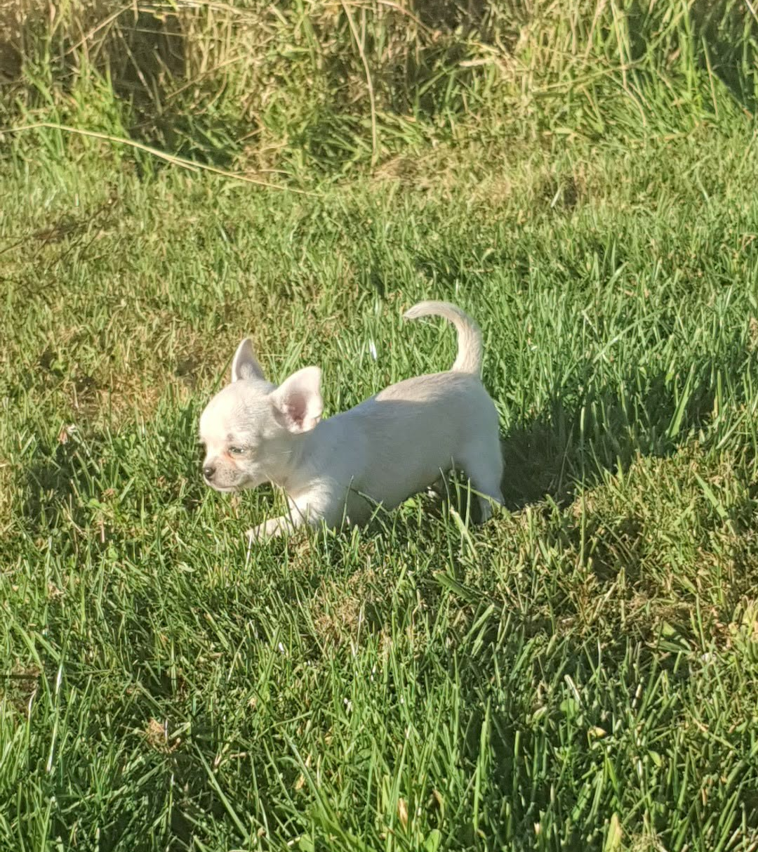 Bella