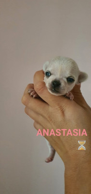 Les chiots de Chihuahua