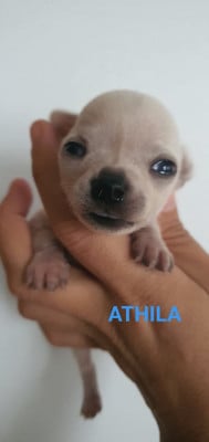 Les chiots de Chihuahua