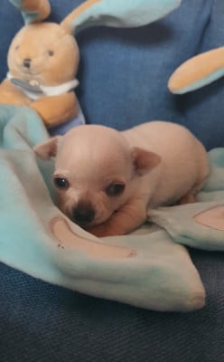 Les chiots de Chihuahua