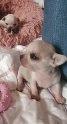 Les chiots de Chihuahua