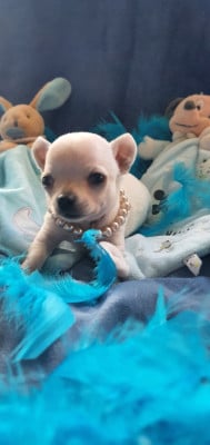 Les chiots de Chihuahua