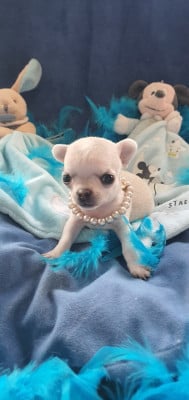 Les chiots de Chihuahua