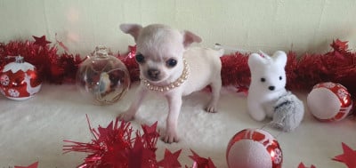 Les chiots de Chihuahua