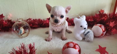 Les chiots de Chihuahua