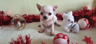 Les chiots de Chihuahua