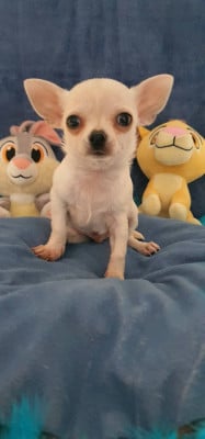 Les chiots de Chihuahua