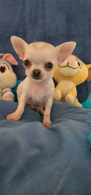 Les chiots de Chihuahua