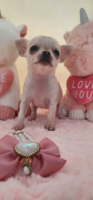 Les chiots de Chihuahua