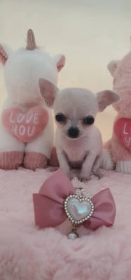 Les chiots de Chihuahua