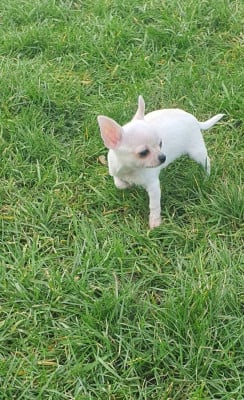 Les chiots de Chihuahua