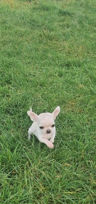 Les chiots de Chihuahua