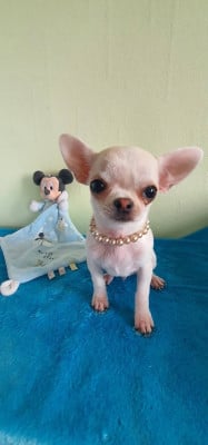 Les chiots de Chihuahua