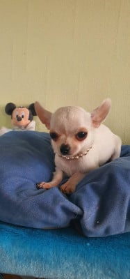 Les chiots de Chihuahua
