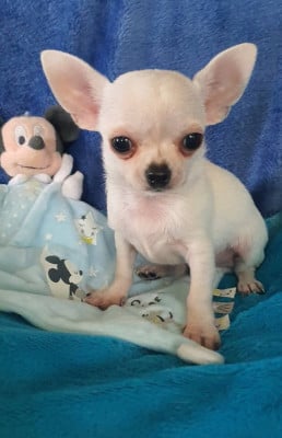 Les chiots de Chihuahua