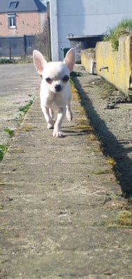 Les chiots de Chihuahua