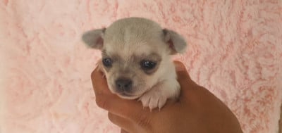 Les chiots de Chihuahua