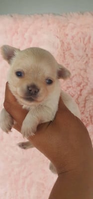 CHIOT 2 - Chihuahua