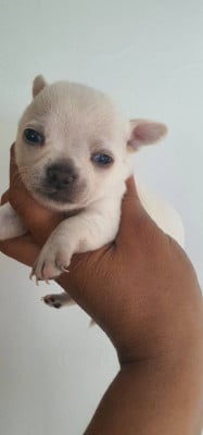 CHIOT 4 - Chihuahua