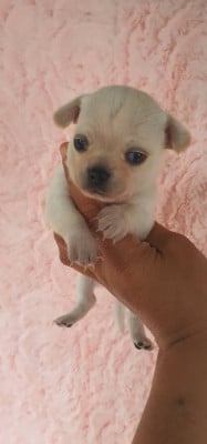 CHIOT 3 - Chihuahua