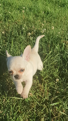 Les chiots de Chihuahua